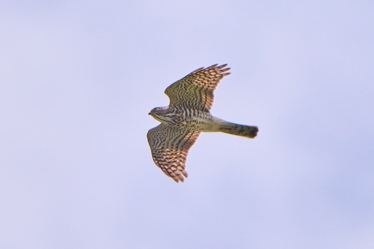 Japanese Sparrowhawk - ML644082897