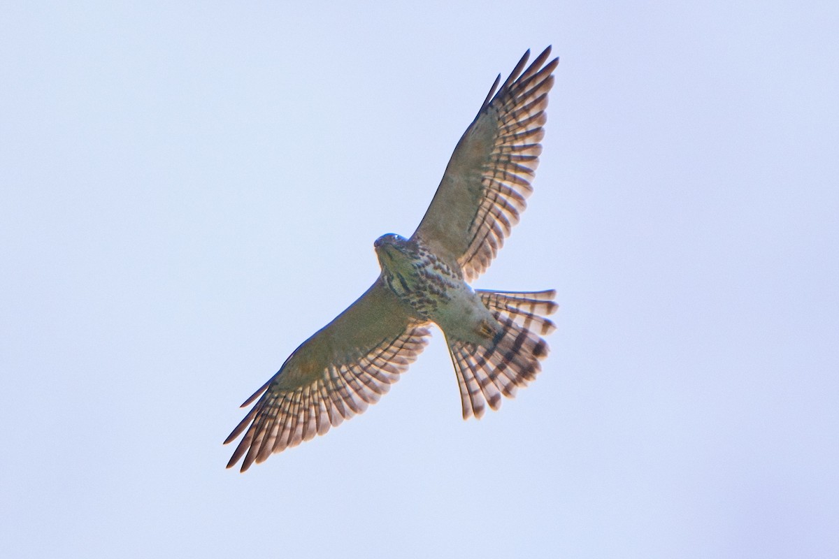 Chinese Sparrowhawk - ML644082898