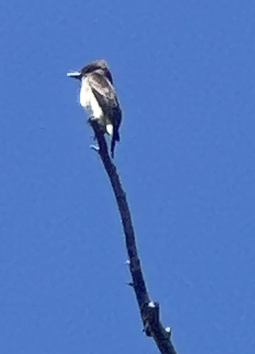 Olive-sided Flycatcher - ML644082899