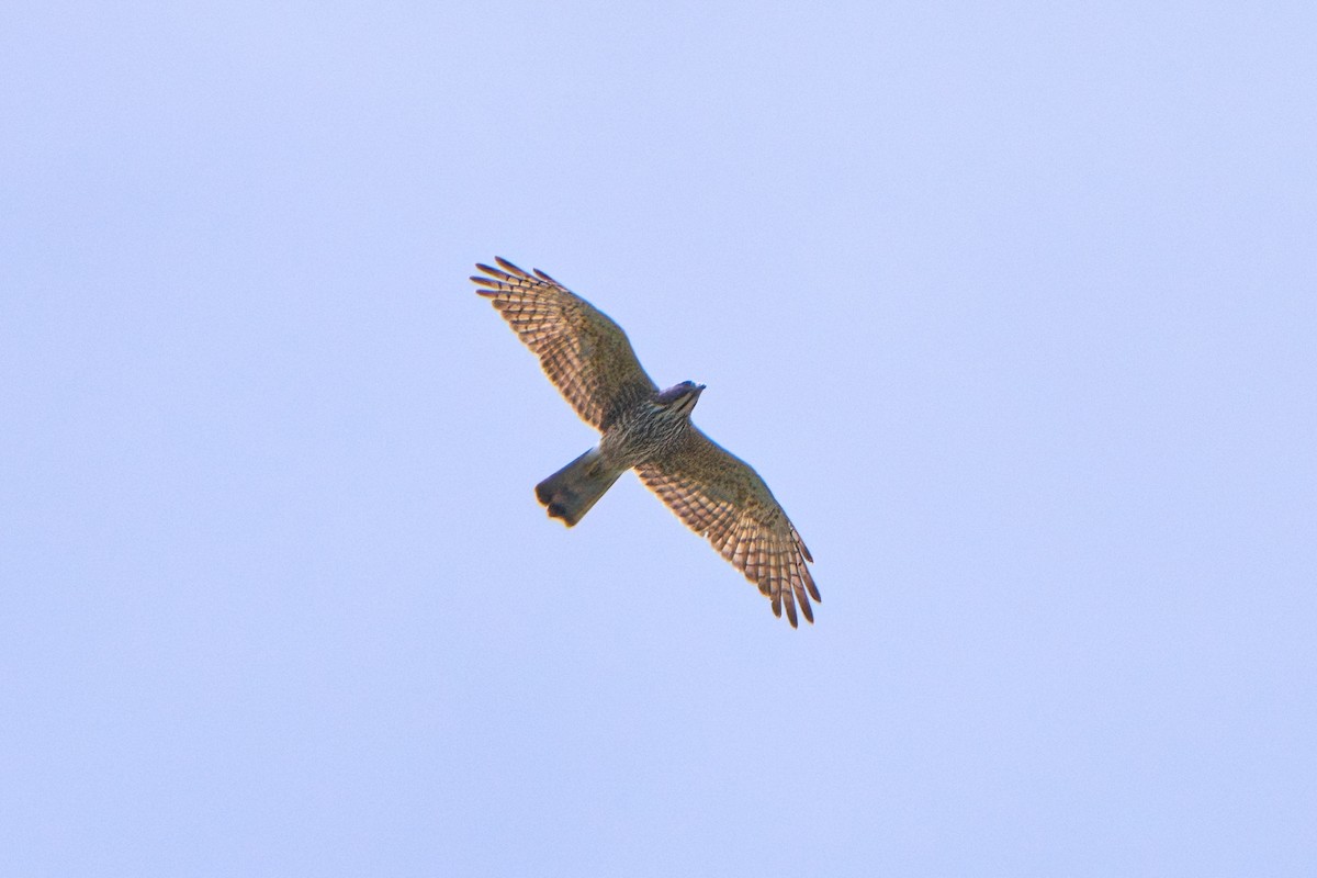 Gray-faced Buzzard - ML644082902