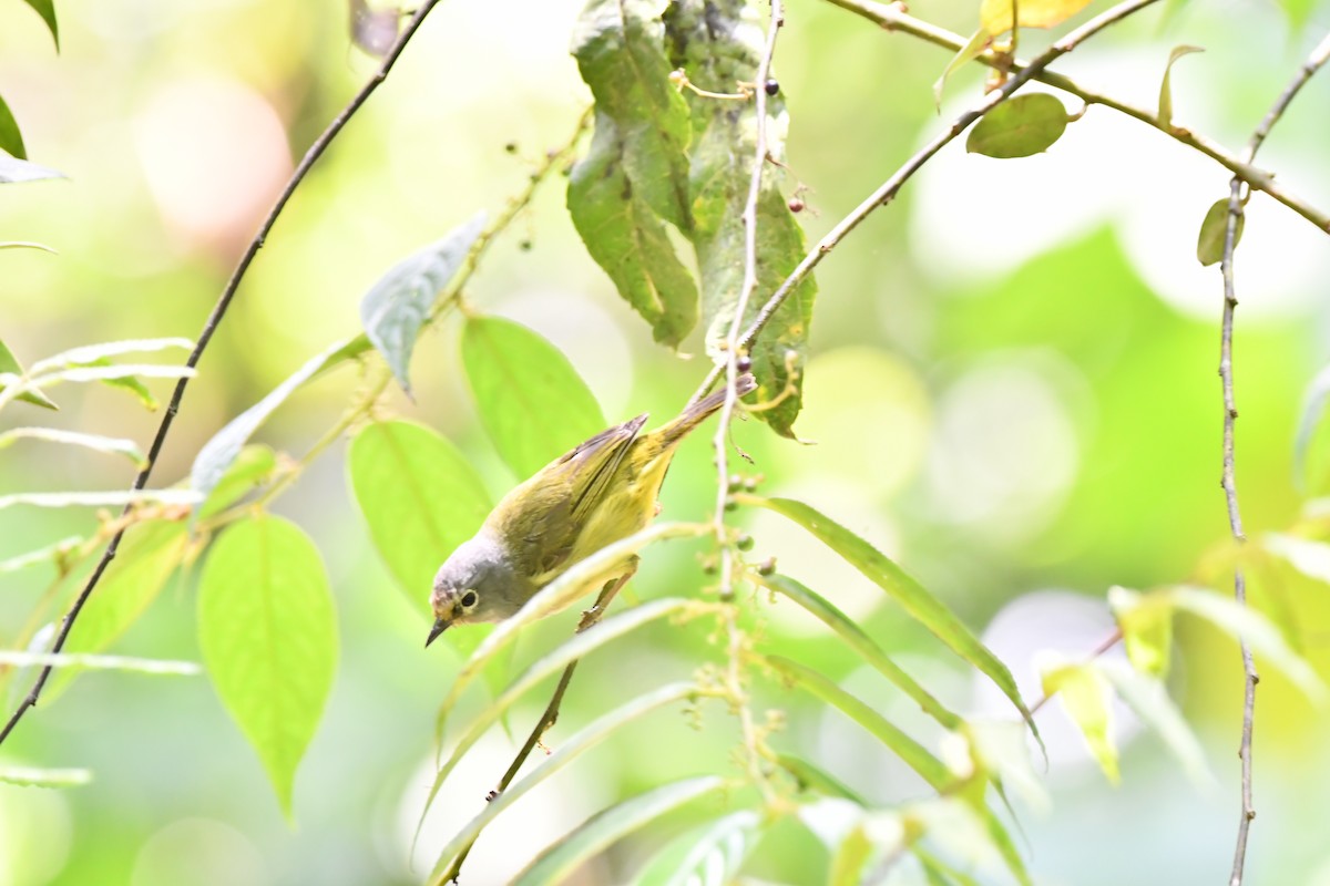 Javan Heleia - ML644082909