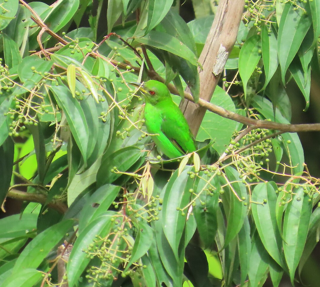 Kappennaschvogel - ML644082913