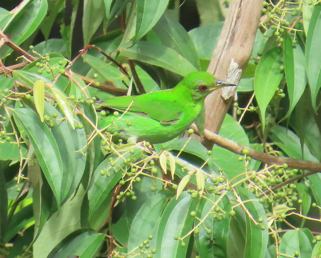 Kappennaschvogel - ML644082914