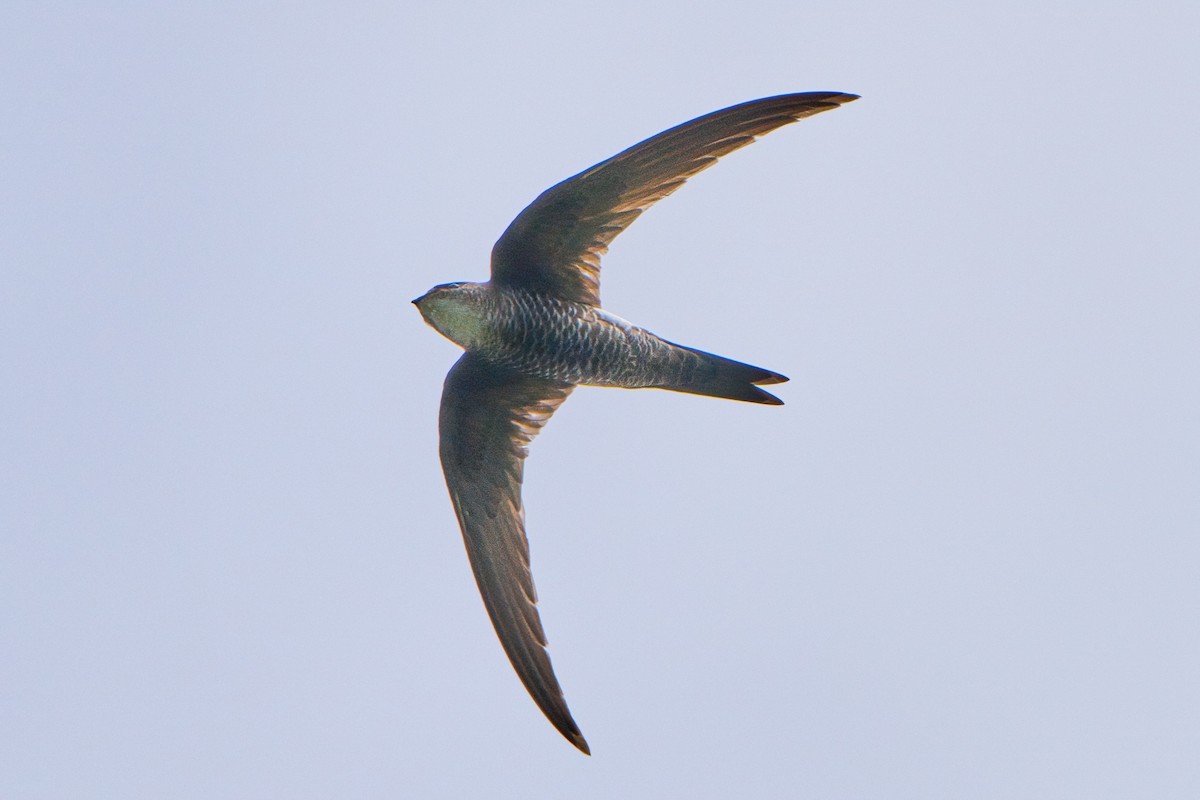 Pacific Swift - ML644082915