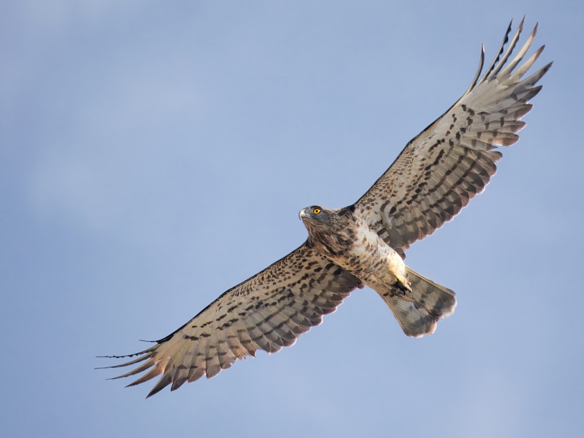 Short-toed Snake-Eagle - ML644082921