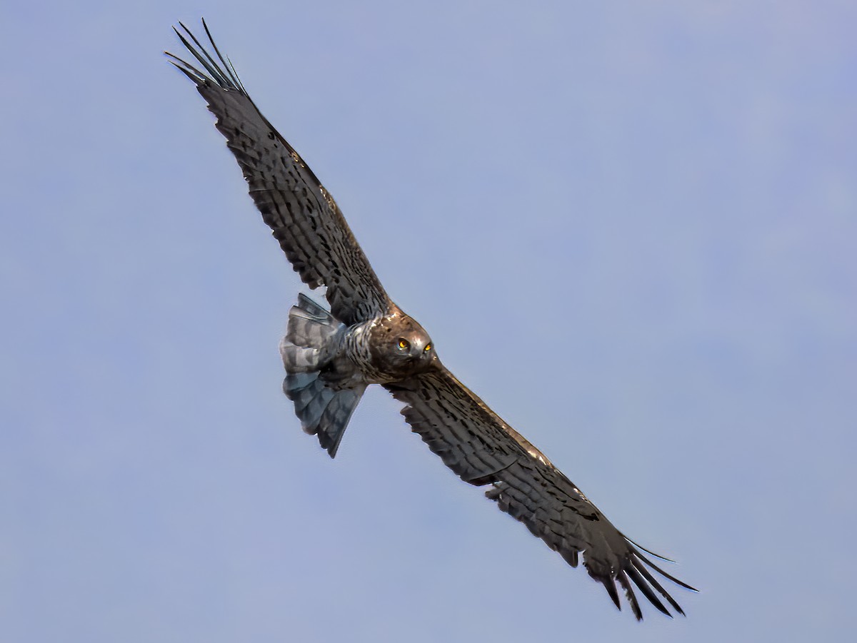 Short-toed Snake-Eagle - ML644082922