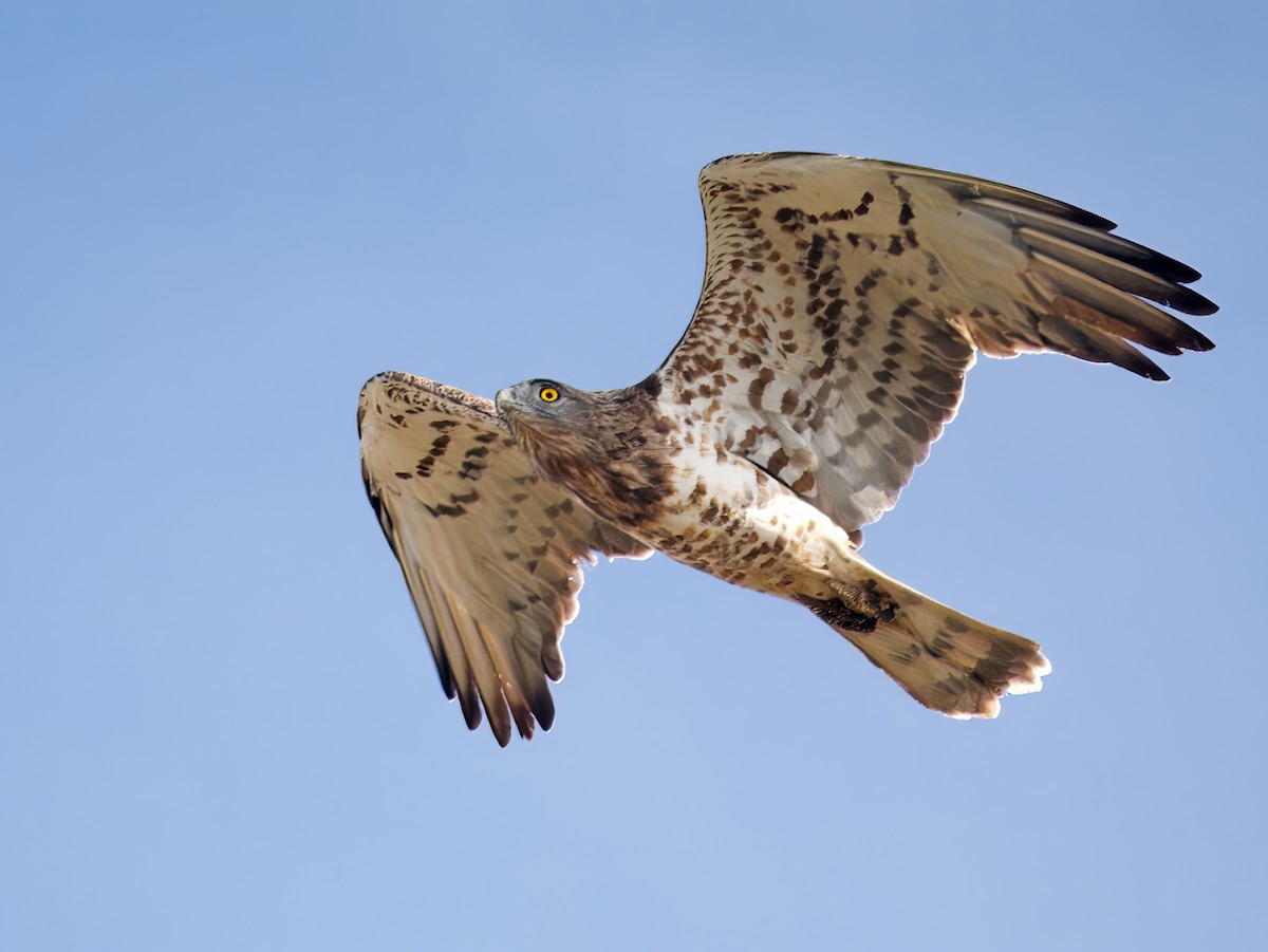 Short-toed Snake-Eagle - ML644082923