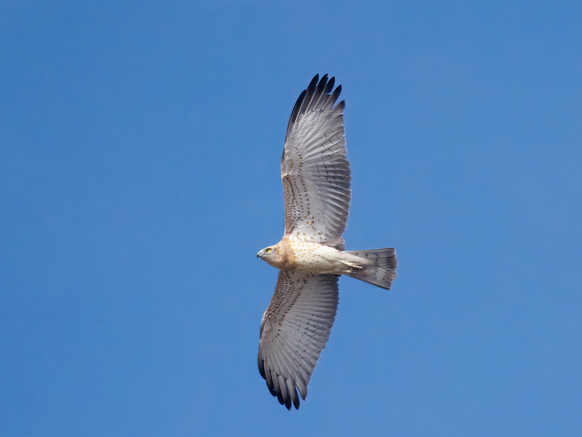 Short-toed Snake-Eagle - ML644082924