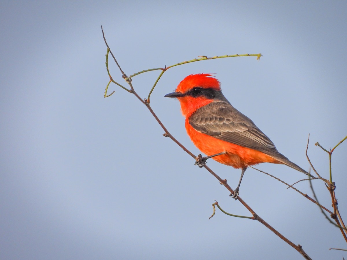 Vermilion Flycatcher - ML644082926