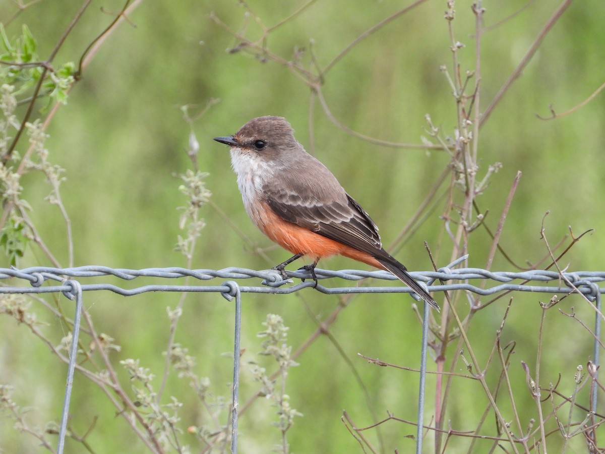 Vermilion Flycatcher - ML644082927