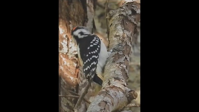 Hairy Woodpecker - ML644082928