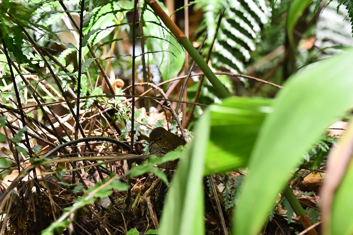 タカサゴミソサザイ - ML644082940