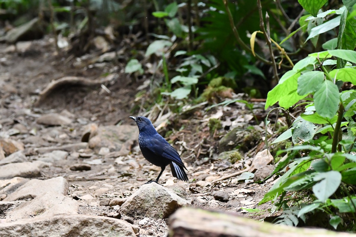 Javan Whistling-Thrush - ML644082945