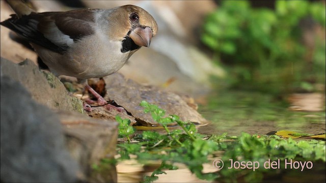 Hawfinch - ML644082950