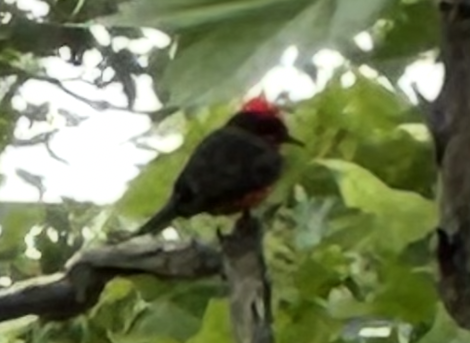 Vermilion Flycatcher - ML644082954