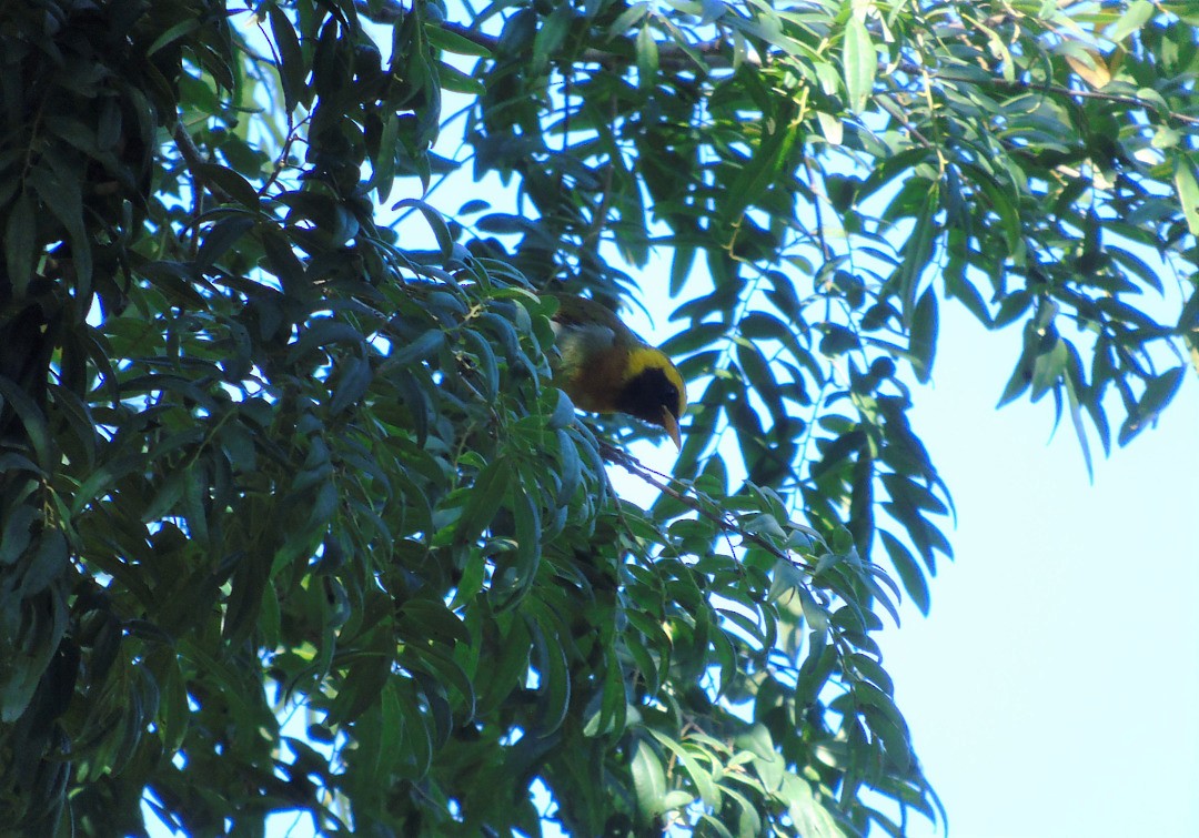 Guira Tanager - ML644082956