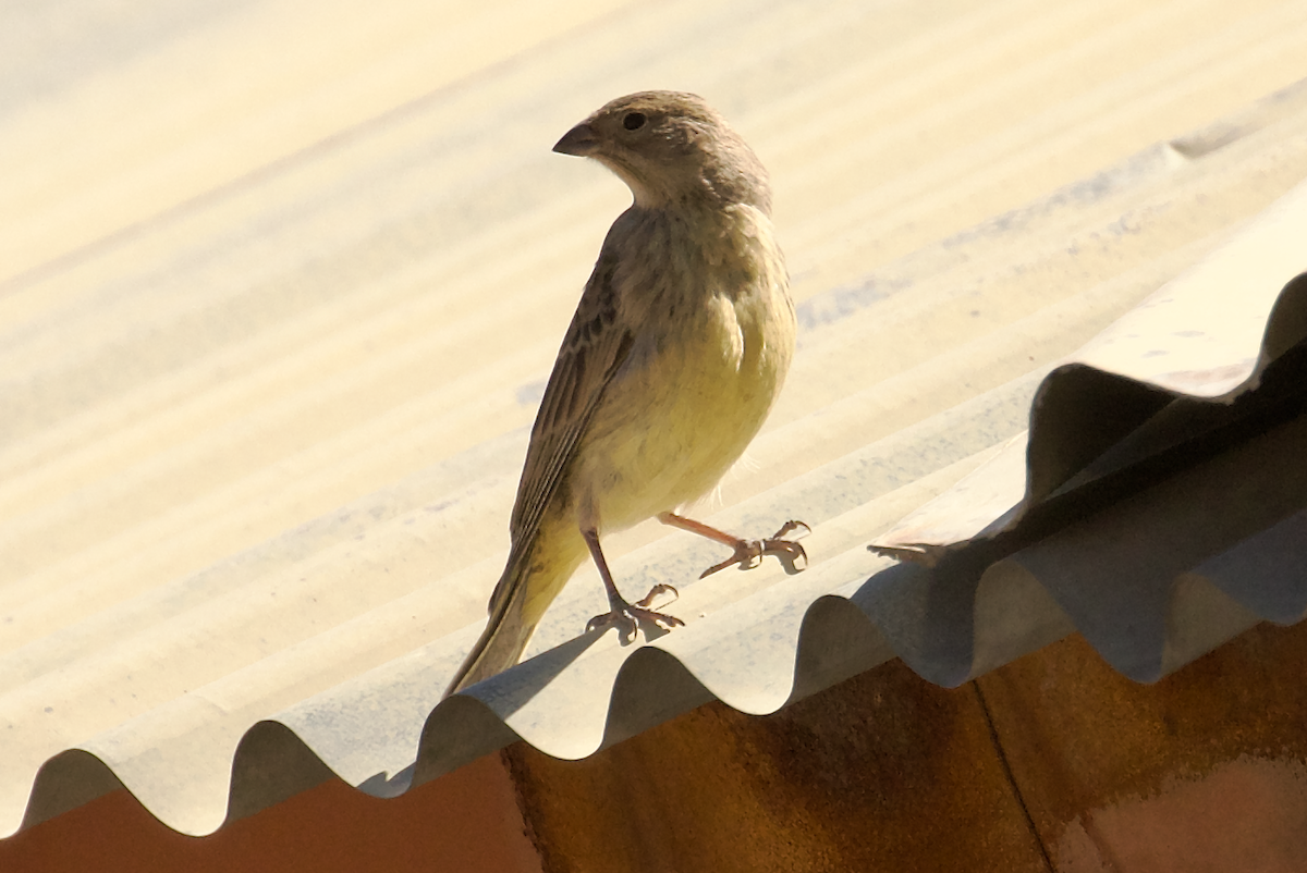 Bright-rumped Yellow-Finch - ML644082957