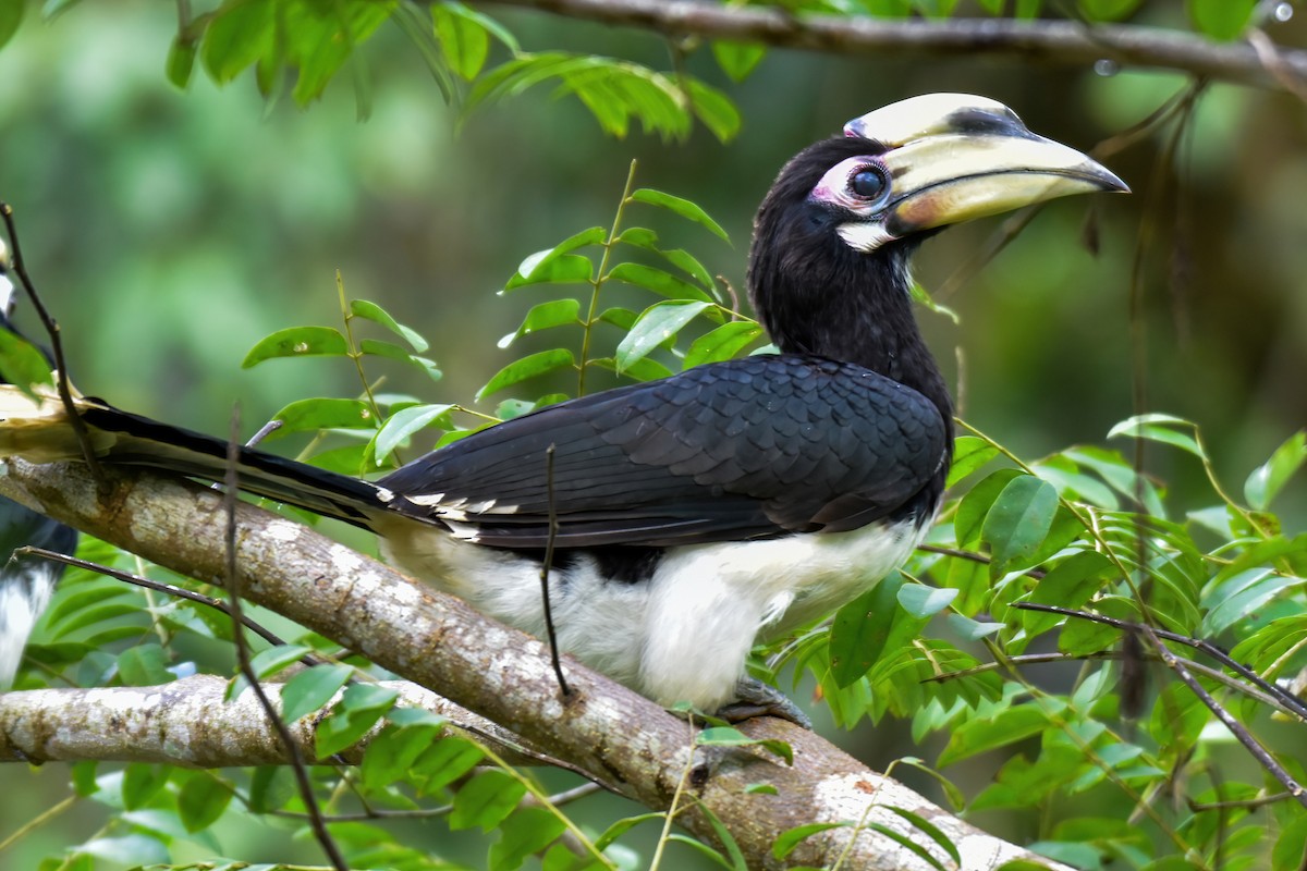Oriental Pied-Hornbill - ML644082960