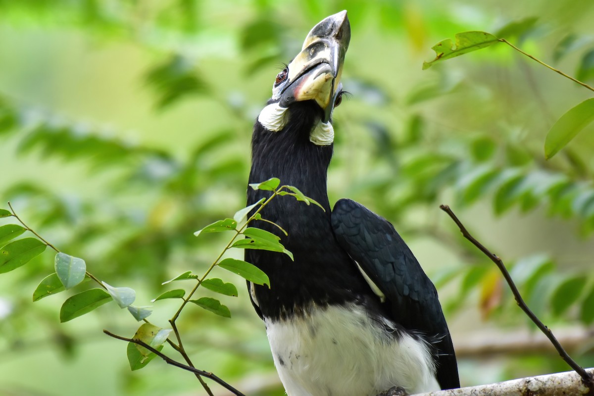 Oriental Pied-Hornbill - ML644082961