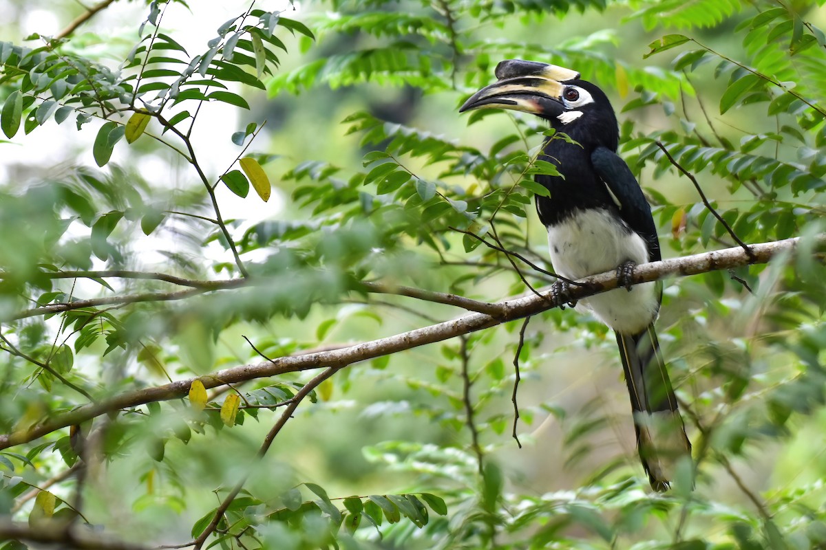 Oriental Pied-Hornbill - ML644082962
