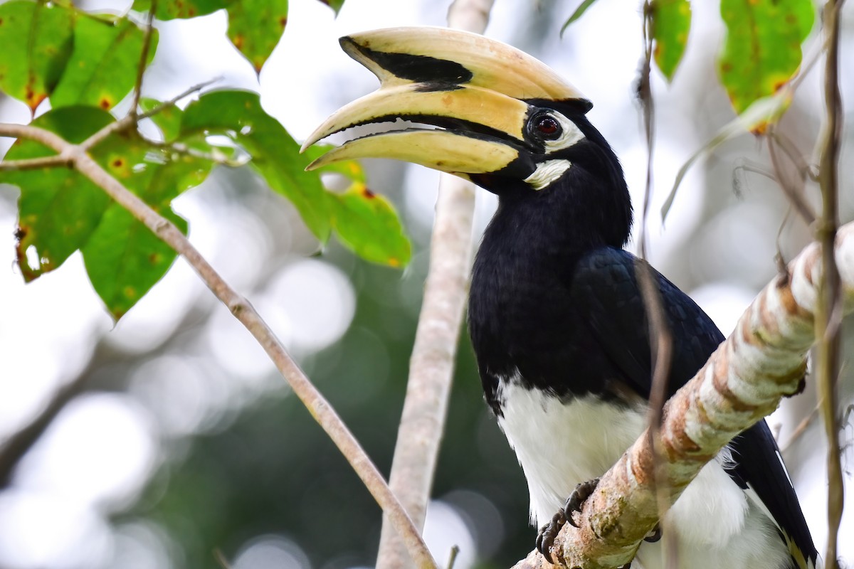 Oriental Pied-Hornbill - ML644082963