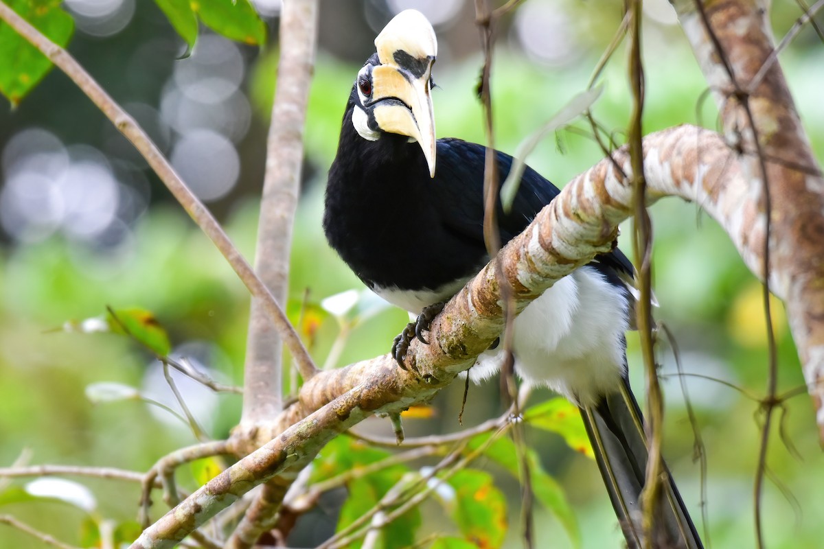 Oriental Pied-Hornbill - ML644082964