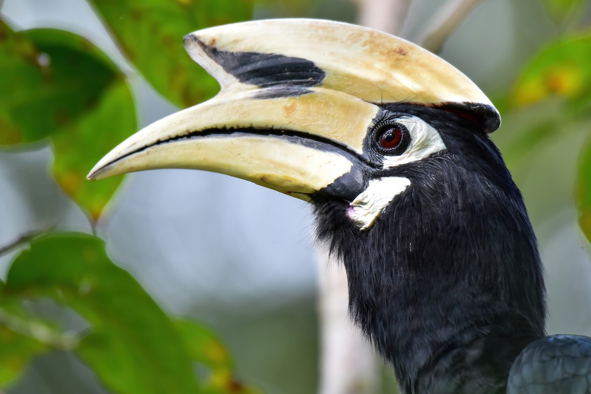 Oriental Pied-Hornbill - ML644082965