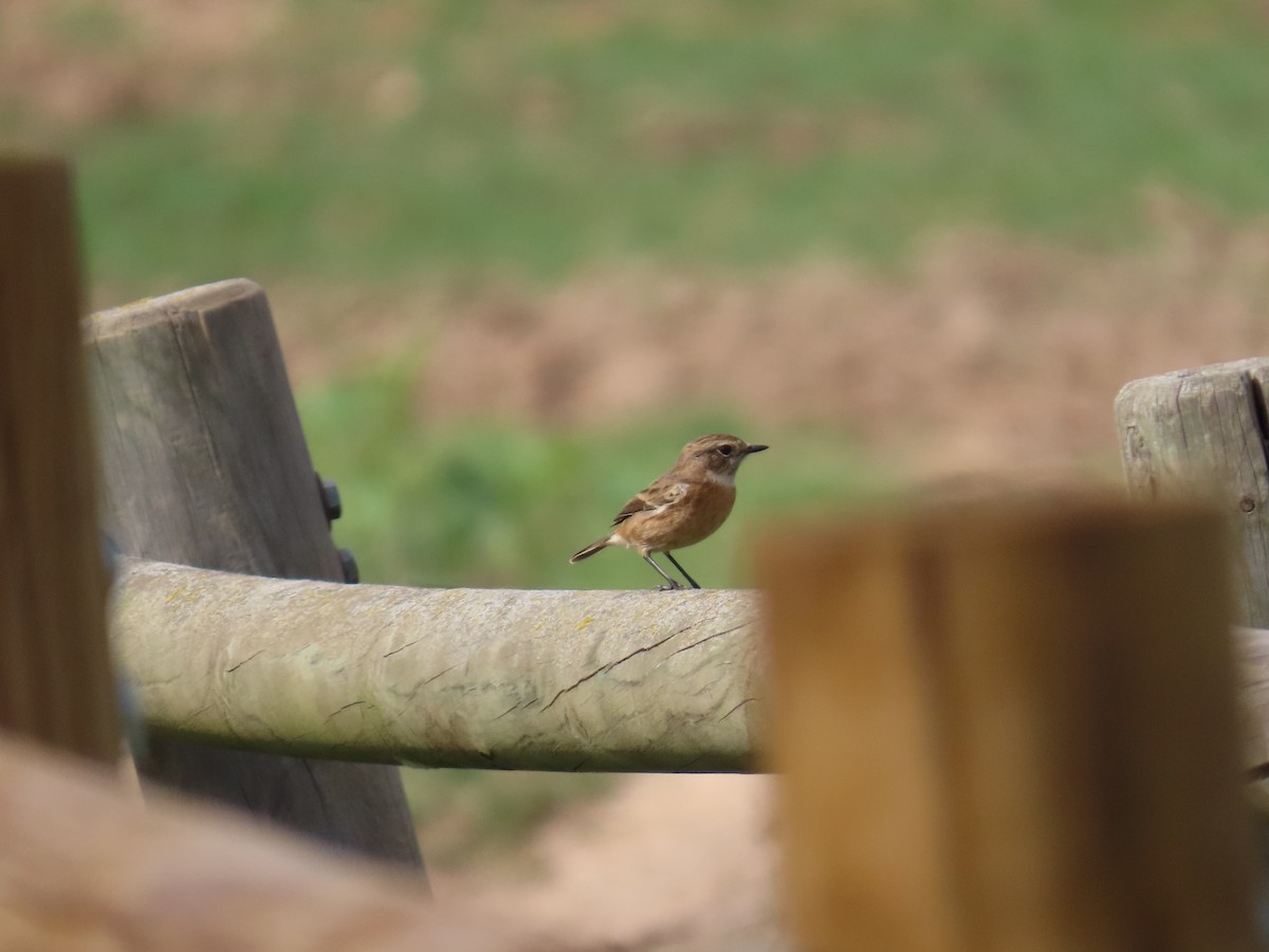 bramborníček černohlavý - ML644082969