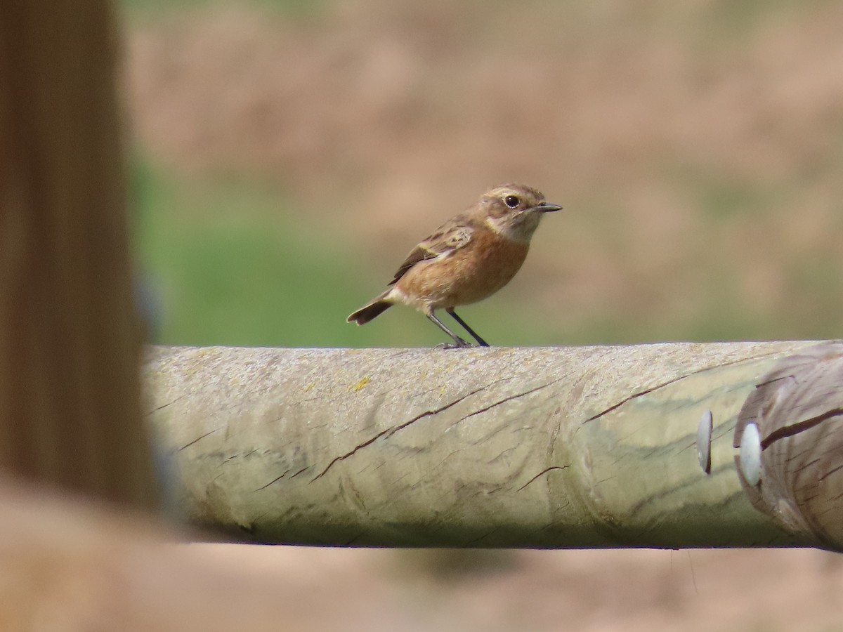 bramborníček černohlavý - ML644082970