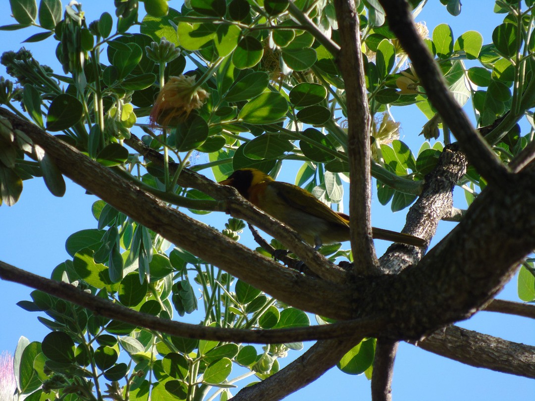 Guira Tanager - ML644082976