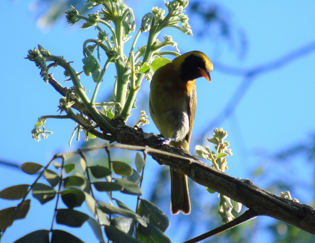 Guira Tanager - ML644082977