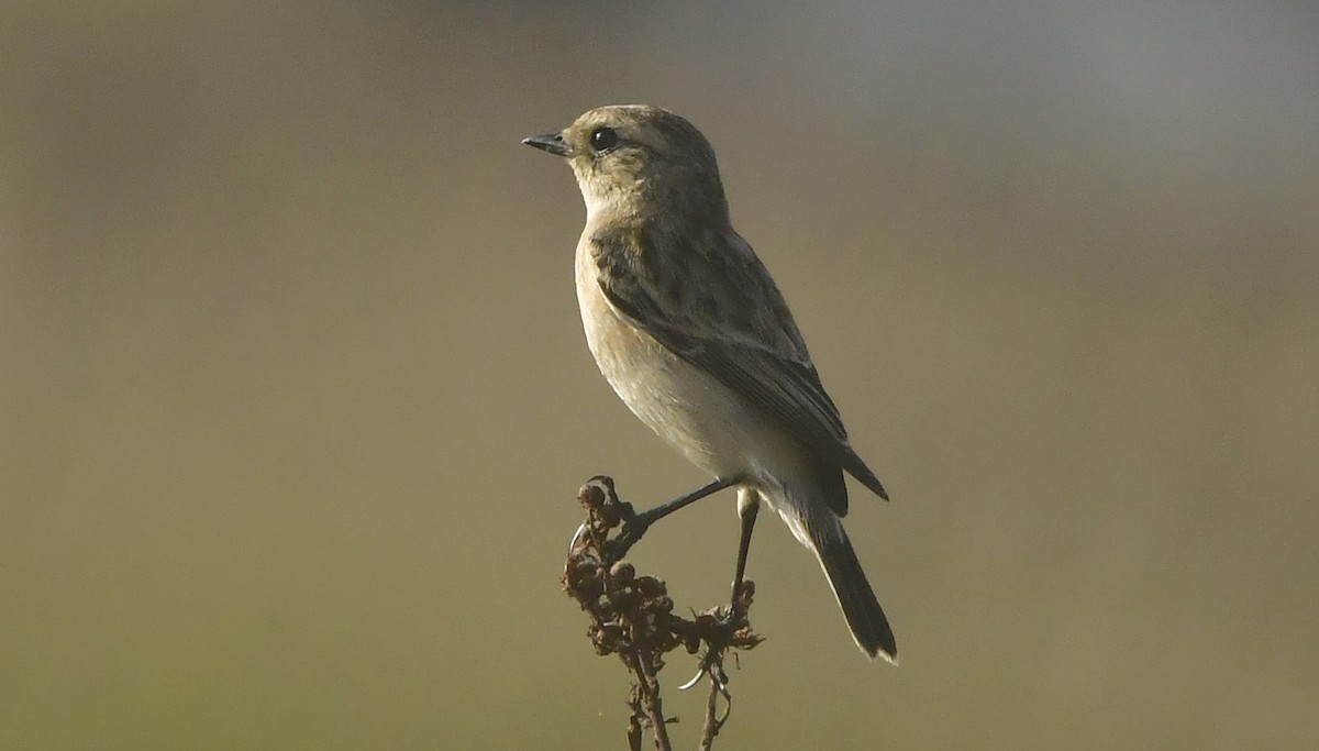 Siberian Stonechat - ML644082979