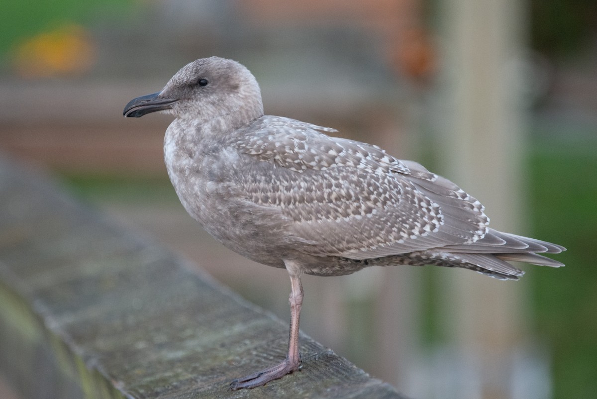 Glaucous-winged Gull - ML644082980