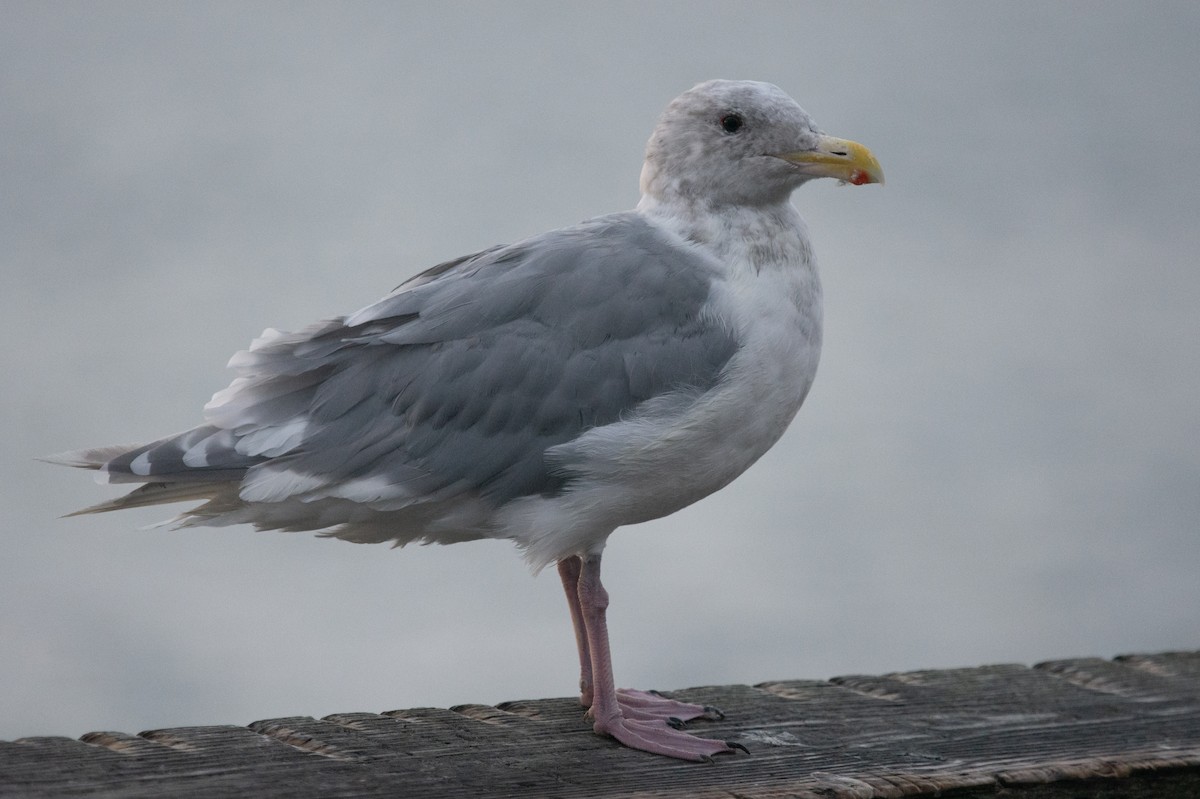 Glaucous-winged Gull - ML644082981