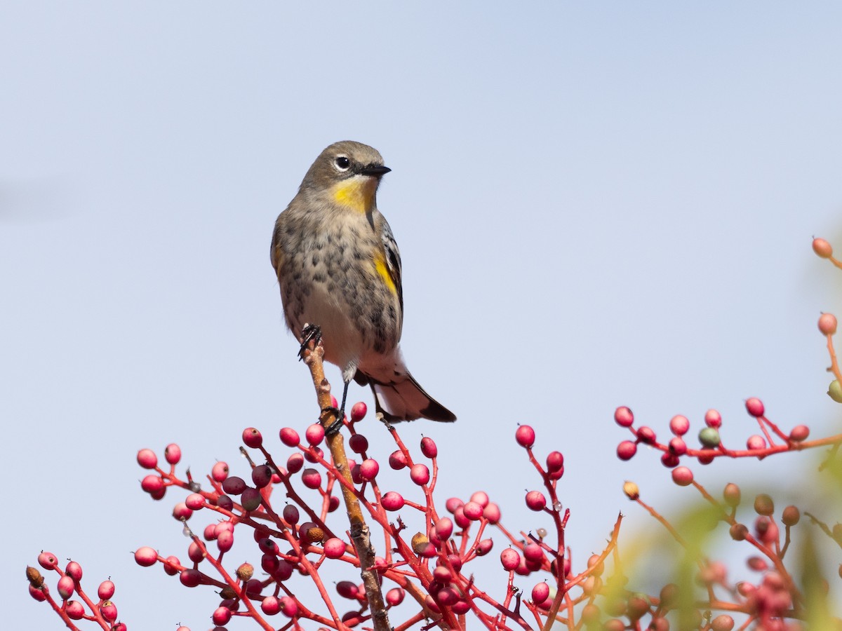 Yellow-rumped Warbler - ML644082982