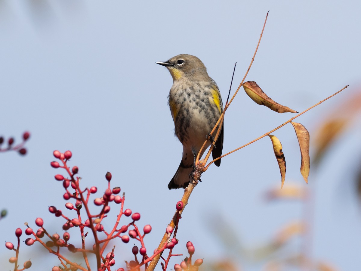 Yellow-rumped Warbler - ML644082983