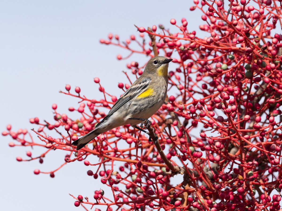 Yellow-rumped Warbler - ML644082984