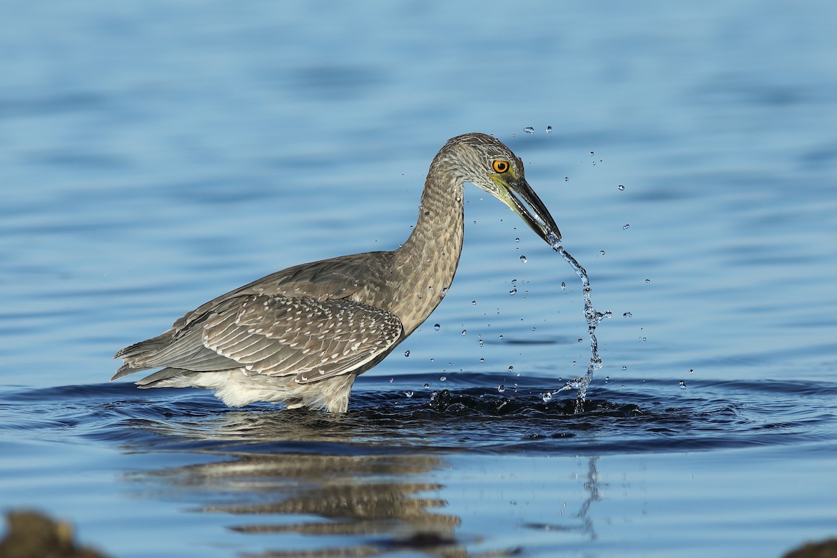 Yellow-crowned Night Heron - ML644082987