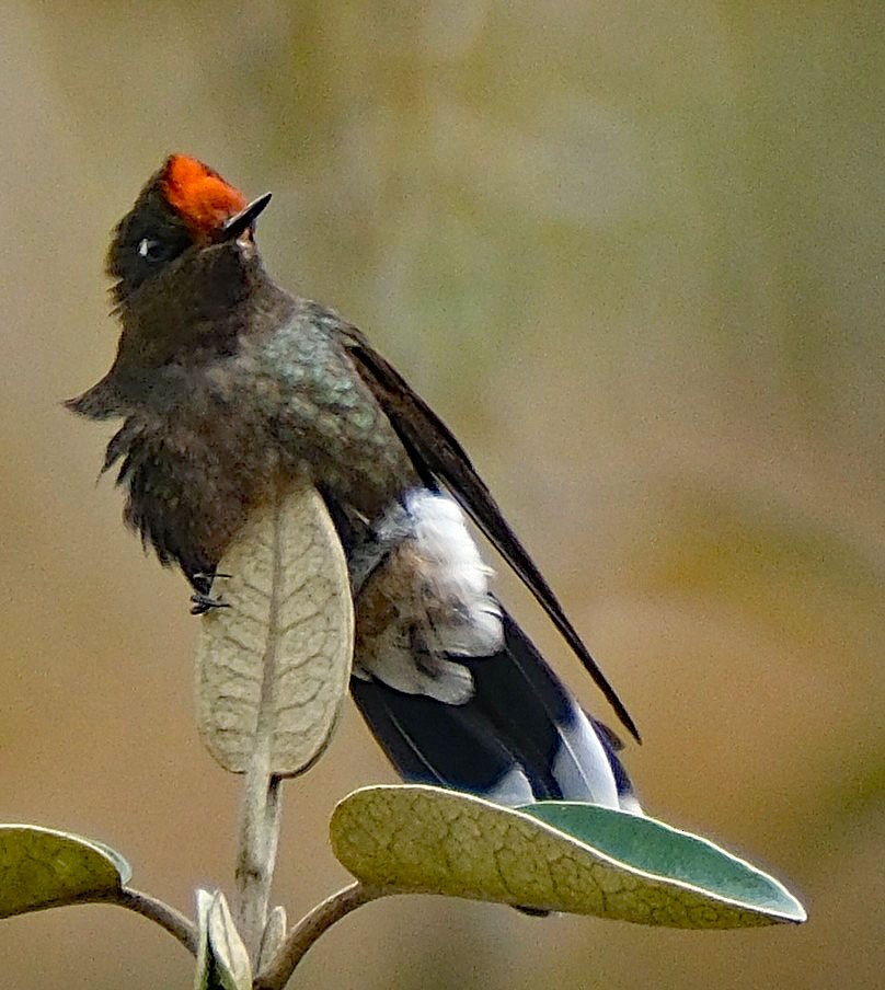 Rainbow-bearded Thornbill - ML644082994