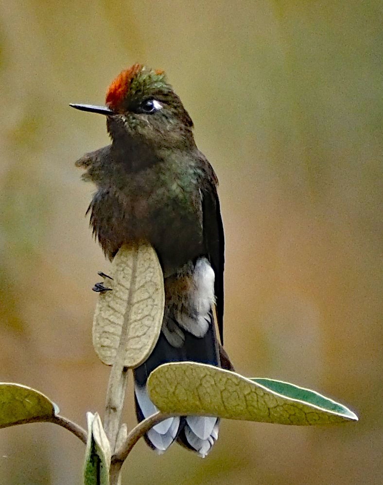 Rainbow-bearded Thornbill - ML644082995