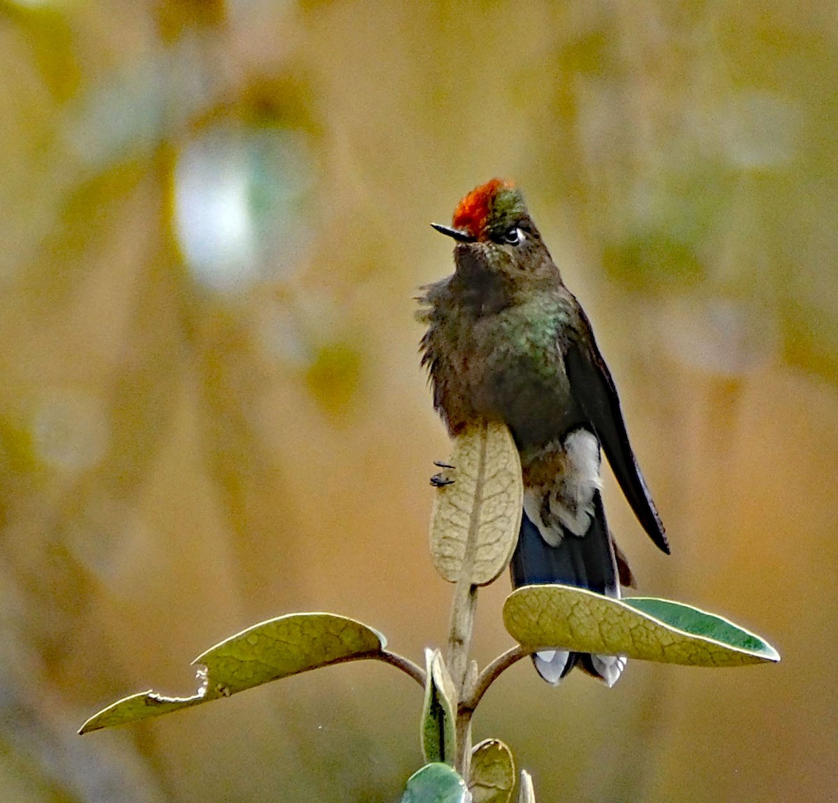 Rainbow-bearded Thornbill - ML644082996