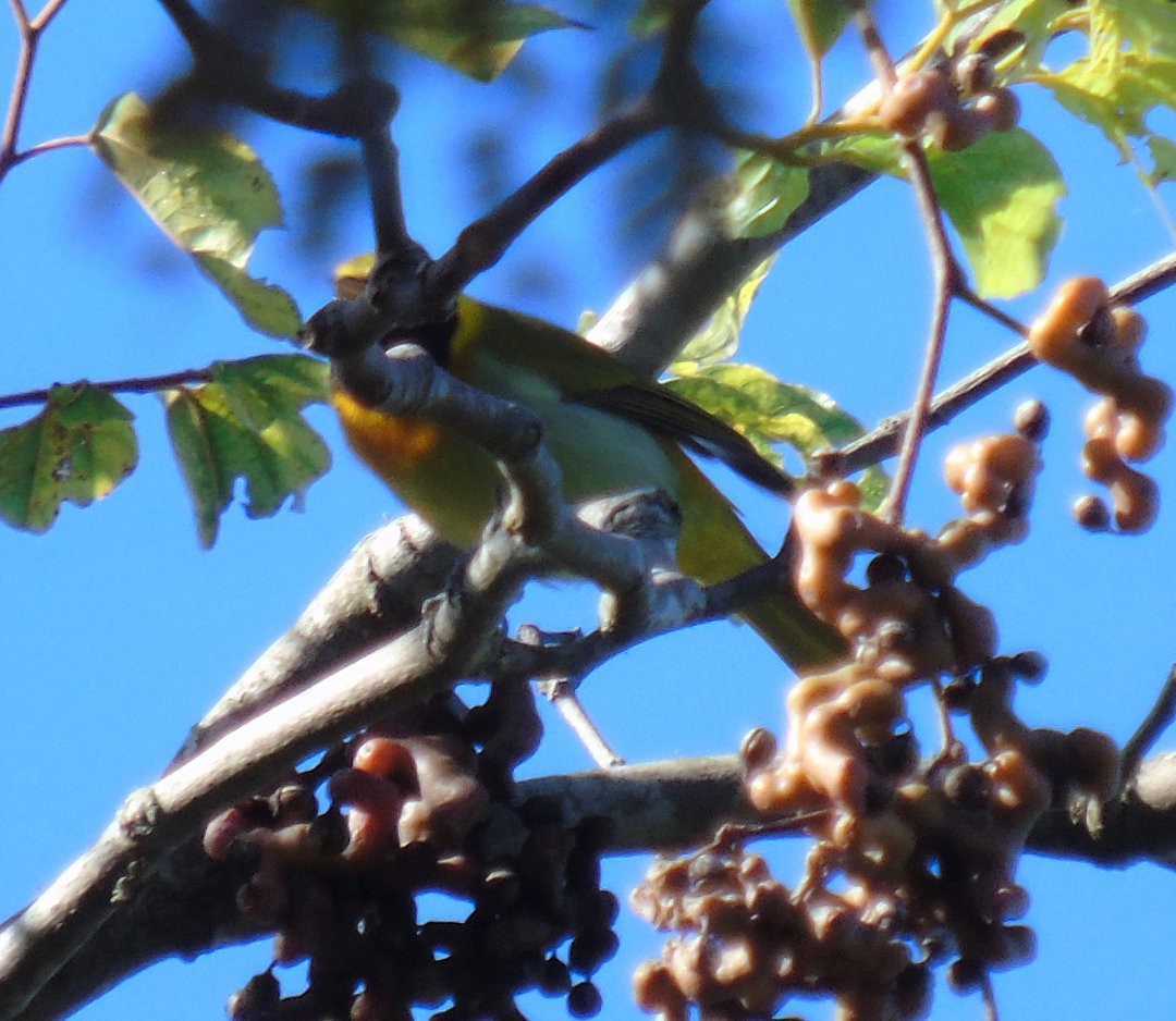 Guira Tanager - ML644083030