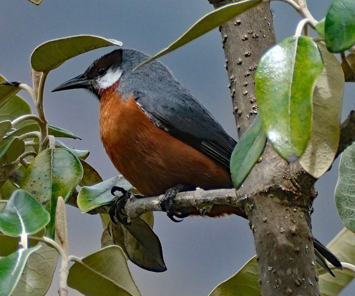 オオミツドリ - ML644083034