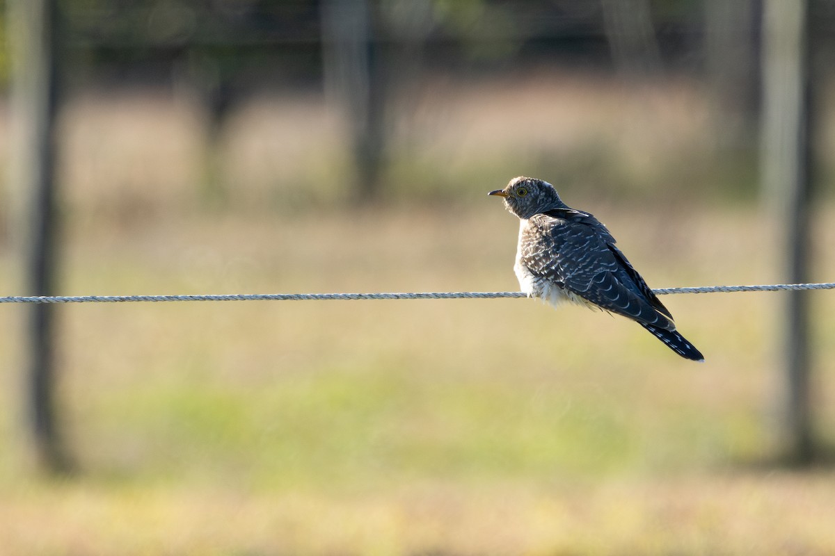 Common Cuckoo - ML644083036