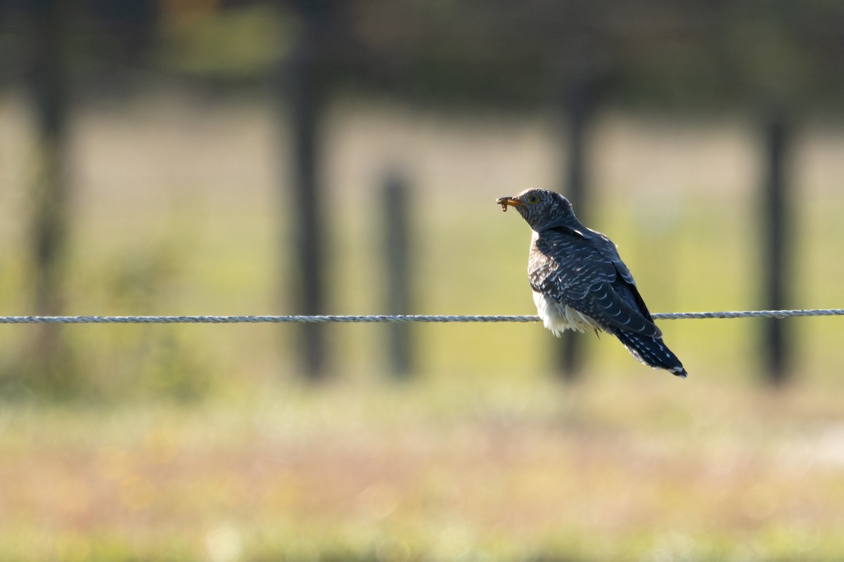 Common Cuckoo - ML644083037