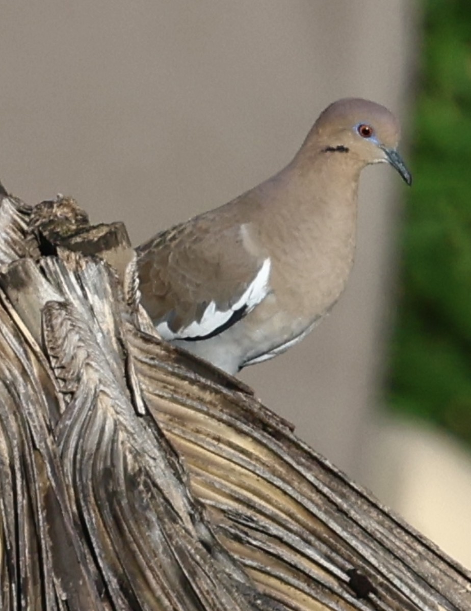 White-winged Dove - ML644083039