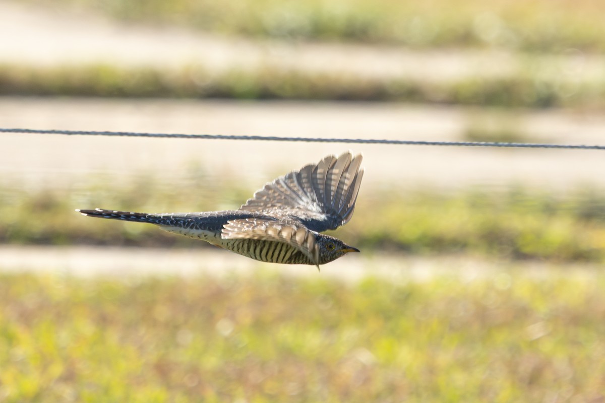 Common Cuckoo - ML644083040