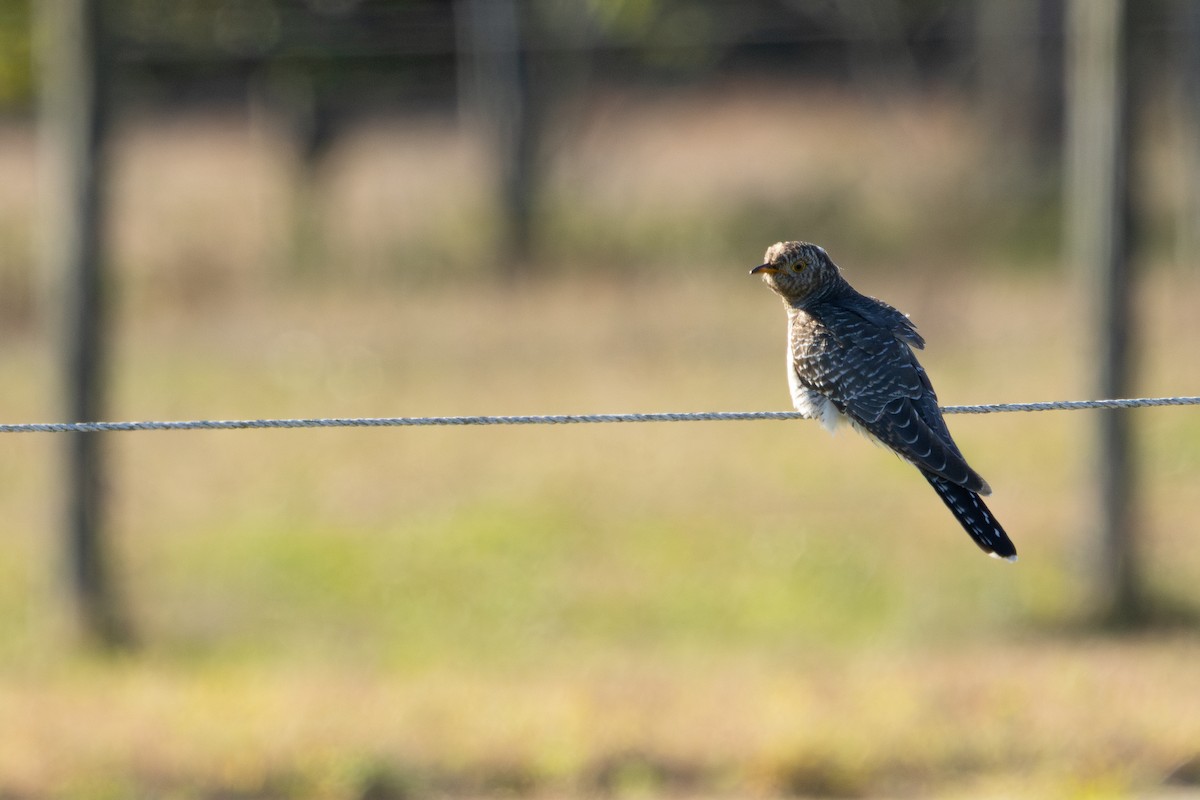 Common Cuckoo - ML644083041