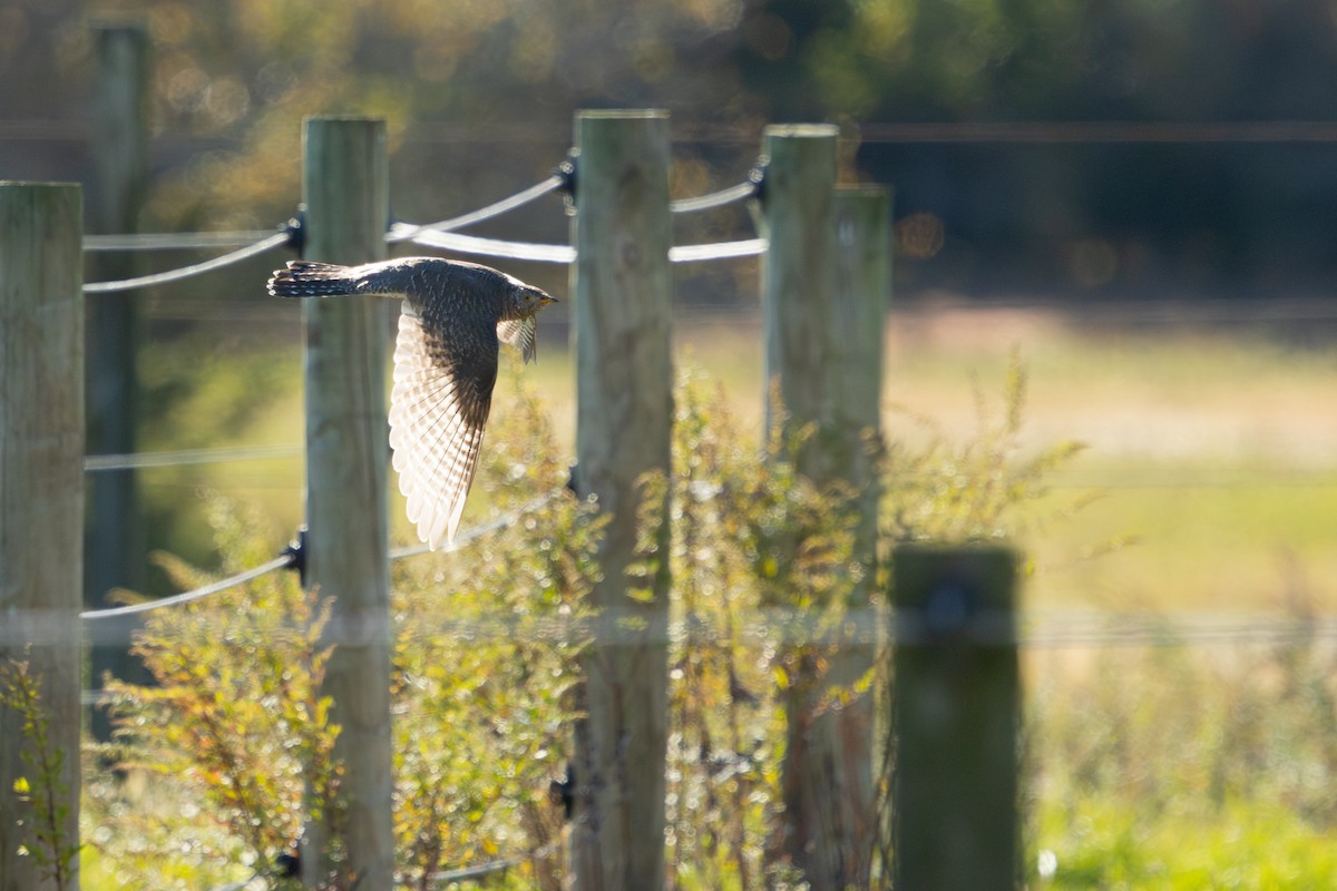 Common Cuckoo - ML644083043