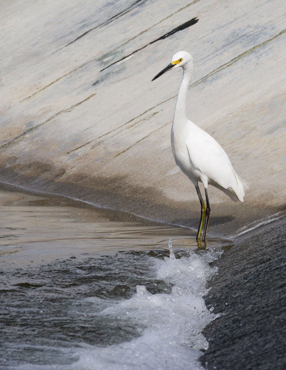 Snowy Egret - ML644083044